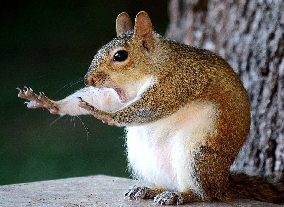 alarmedsquirrel